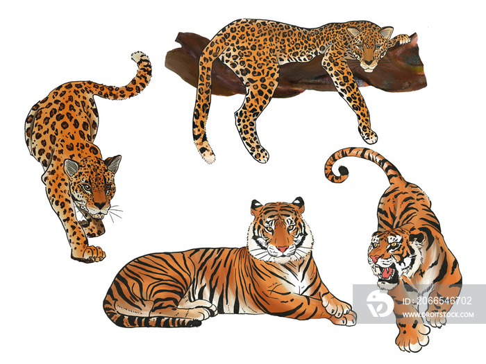 野生动物和动物豹子和大老虎套装，不同的动物卡通设计平面插图