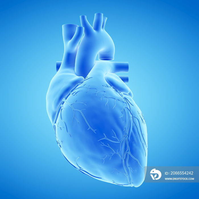 3d rendered medically accurate illustration of a blue human heart