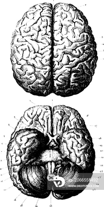 vintage brain diagrams with a transparent background