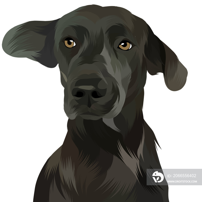 Animal vector illustration