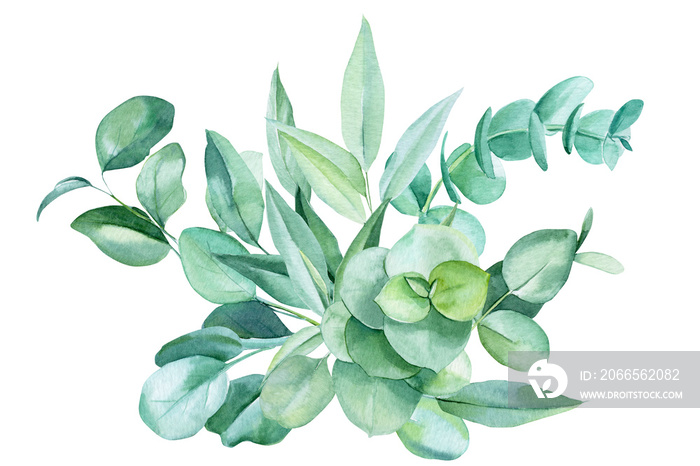 eucalyptus leaves on a white background, watercolor illustration