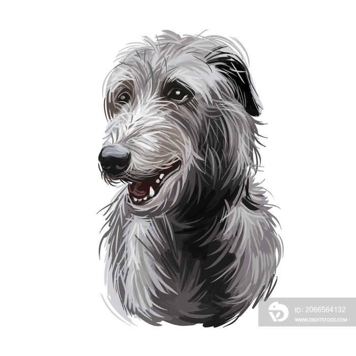 苏格兰Deerhound宠物源自苏格兰数字艺术插图。长毛犬c
