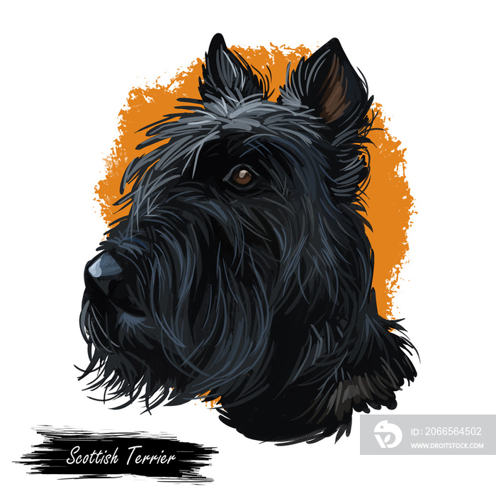 Scottish Terrier domestic animal originated from Britain Scolnad doggy digital art illustration . Do
