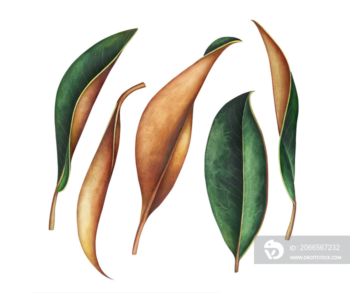 Collection of magnolia leaves isolated on white. Watercolor illustration.