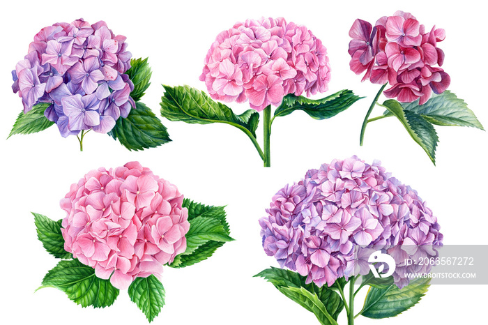 Set of hydrangea flowers, isolated white background. Watercolor botanical illustration