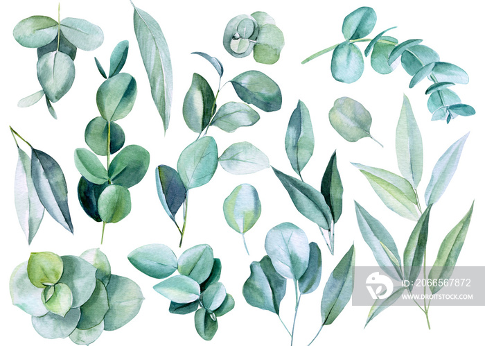 set of eucalyptus leaves on a white background, watercolor illustration