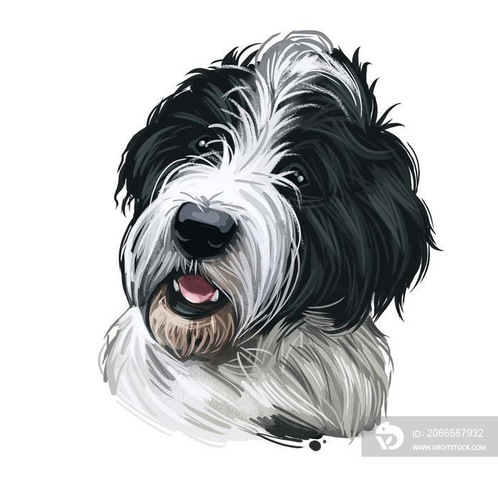 圣伯纳犬和贵宾犬的圣伯杜德犬杂交品种，白色隔离。数字艺术插图