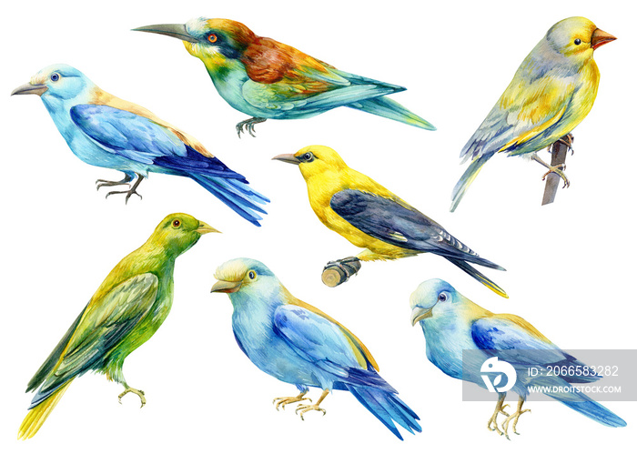 set beautiful birds on isolated white background, watercolor illustration