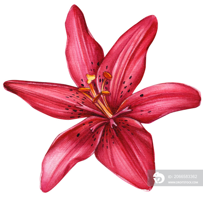 beautiful lily, red flower on an isolated white background, watercolor illustration