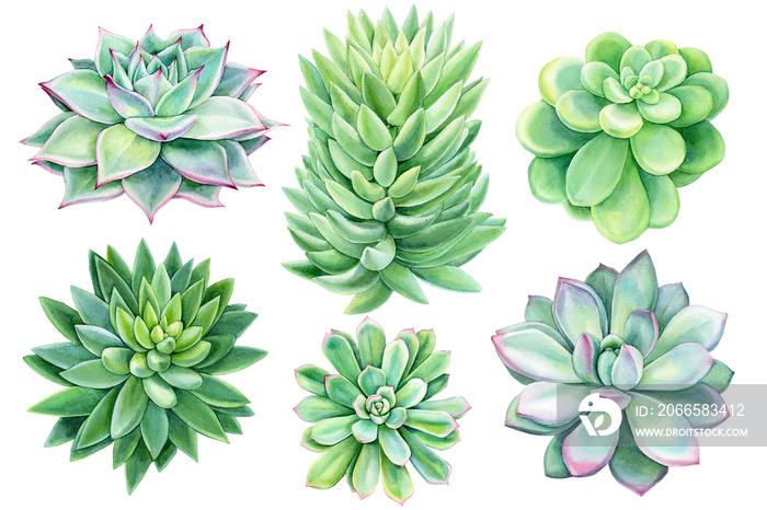 多肉植物套装，绿色花束，埃切维里亚水彩插图，植物画