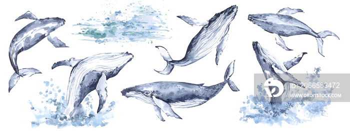 一组水彩鲸鱼，手绘的海洋居民。水彩海洋动物，水渍