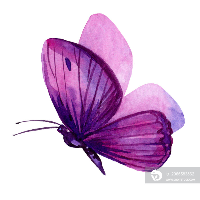 孤立的白色背景上的蝴蝶，水彩画