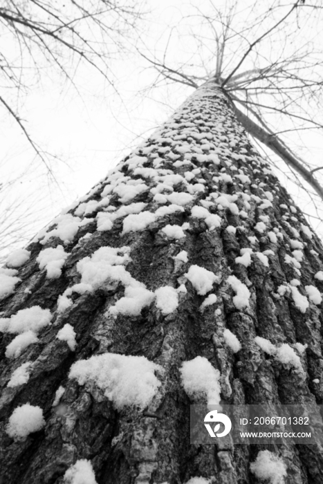 大雪后的一棵树