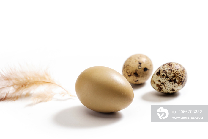 鸡蛋鹌鹑蛋和羽毛