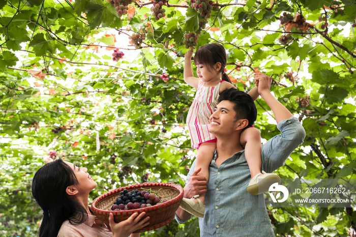 幸福家庭在采摘葡萄