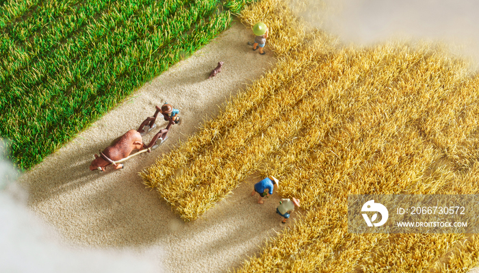 农民们在稻田里劳作