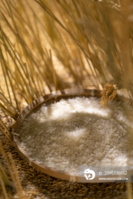 大米和水稻