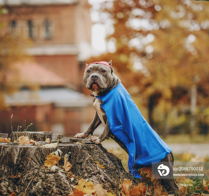 Walk in the park with the dog. A dog in a superhero costume.