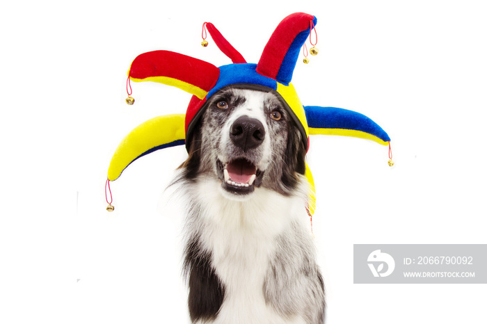 funny border collie dog carnival, halloween, or new year dressed as a clown. isolated on white backg