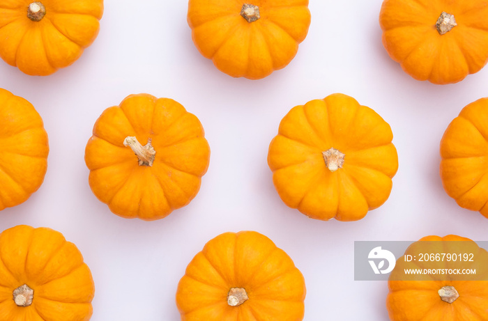 Orange autumn pumpkins. Top view of little orange pumpkins on isolated background. Flat lay style mi