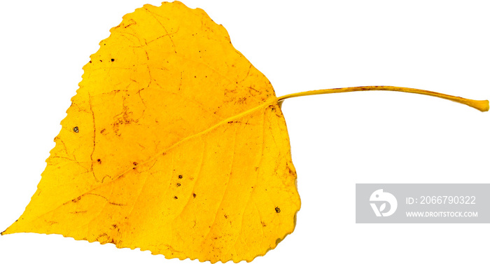 Autumn leaf png transparent