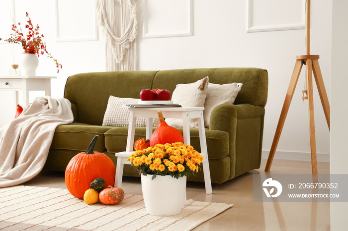 Comfortable sofa, pumpkins and beautiful Chrysanthemum flowers in room
