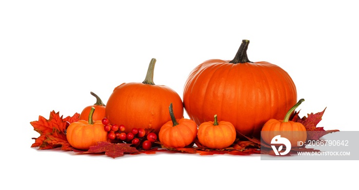 Autumn pumpkins and red fall leaves isolated on a white background