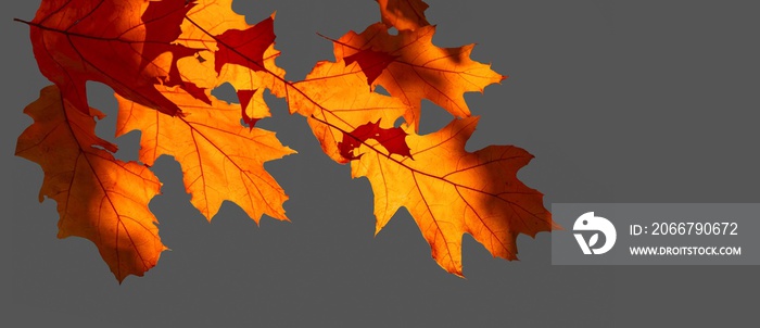 Falling maple leaves glow in the sun. Orange maple leaves isolated on gray background.