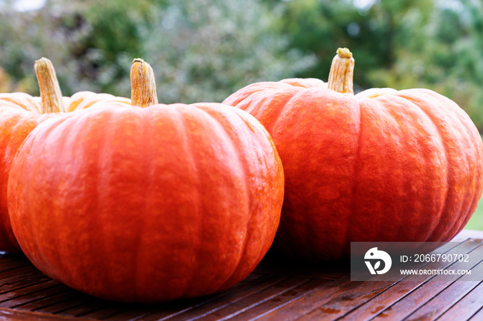 Huge Pumpkins on a wooden table in fall garden background. Autumn, Pumpkins - Opening of the Hallowe