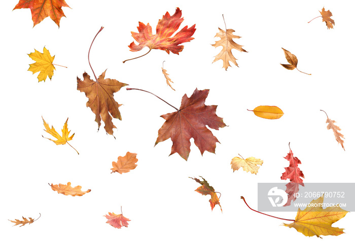 Falling autumn leaves on white background