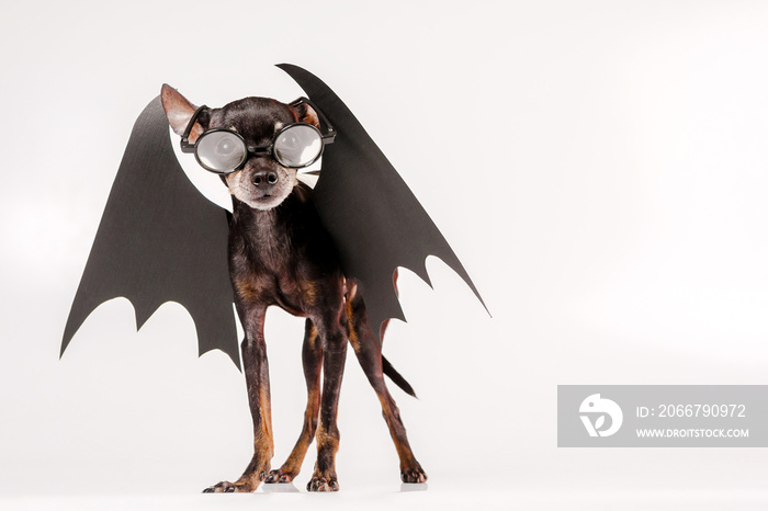Toy Terrier. Halloween. A dog with wings. A small dog with glasses. Toy Terrier with glasses.