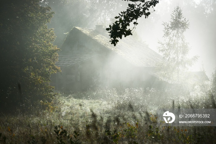 An old abandoned rustic house (cabin) in a fog at sunrise. Sun rays through the oak tree branches. P