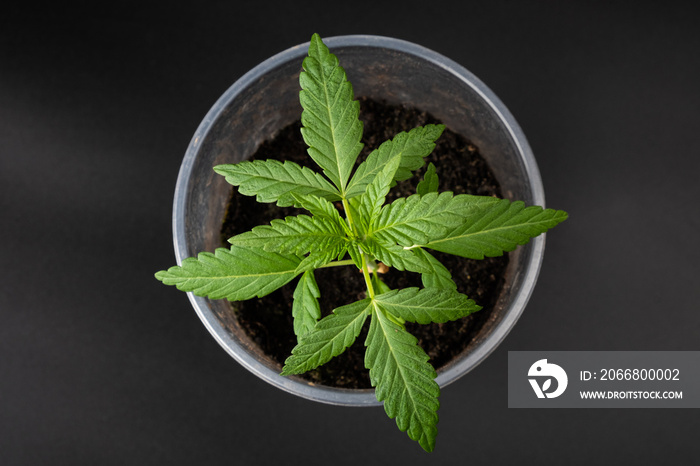 green cannabis sprout in a glass, young marijuana plant on a dark background.