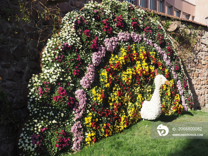 Kreisstadt Lahr im Schwarzwald - Chrysanthema