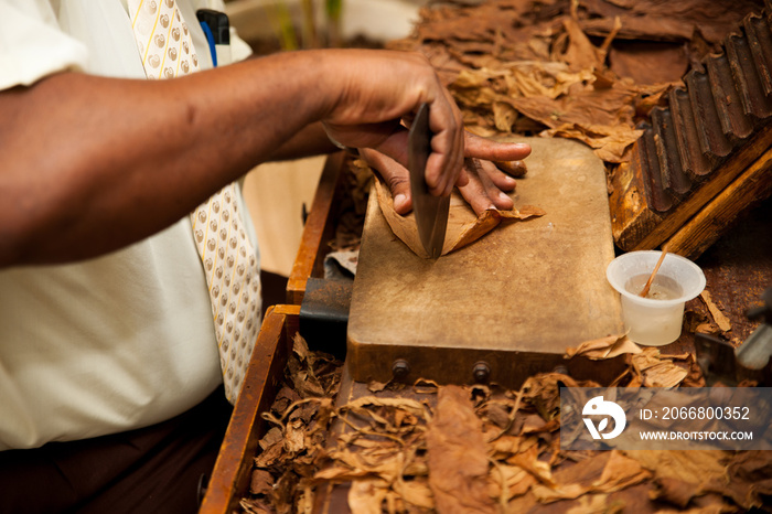 Hand making cigars from tobacco leaves, traditional product of C