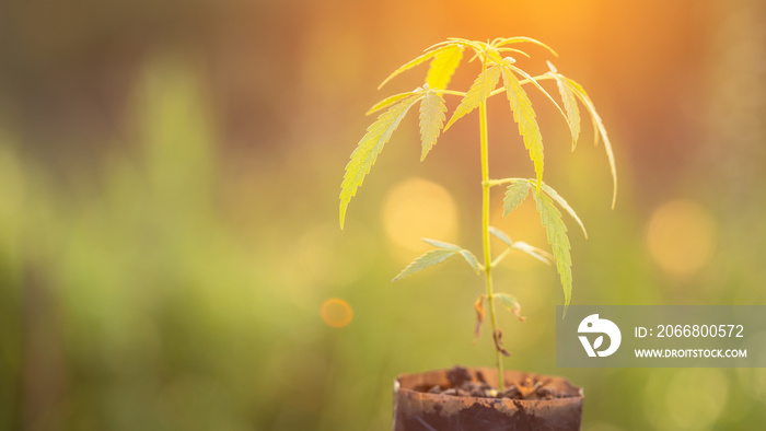 Green fresh of marijuana tree in garden bag with morning sunlight