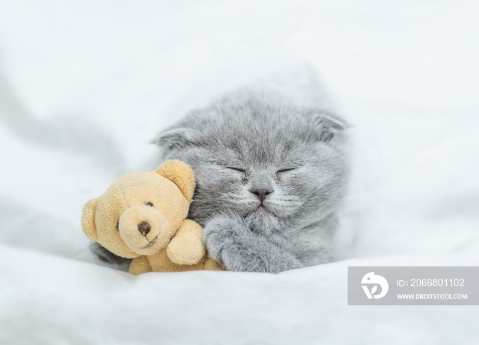 Cute kitten sleeps under blanket on a bed at home and hugs favorite toy bear. Top down view