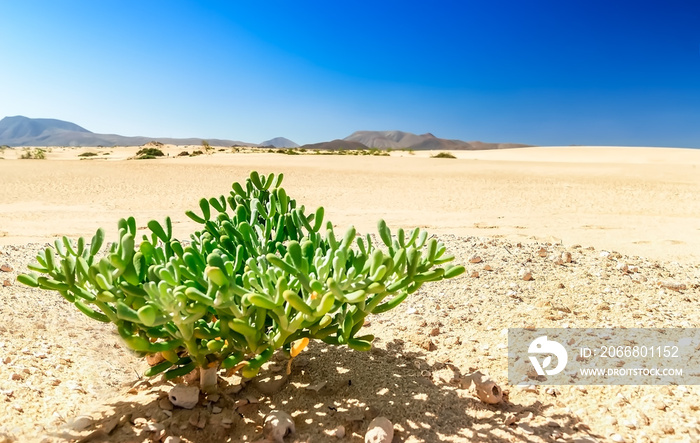 Farbtupfer, grüne Pflanze in der wunderschönen Dünenlandschaft Parque Natural de Corralejo auf Fuerteventura