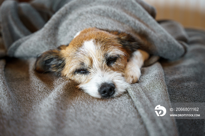 Ein schlafender kleiner Terrier Hund auf einer Couch. Entspannung, Haustier.