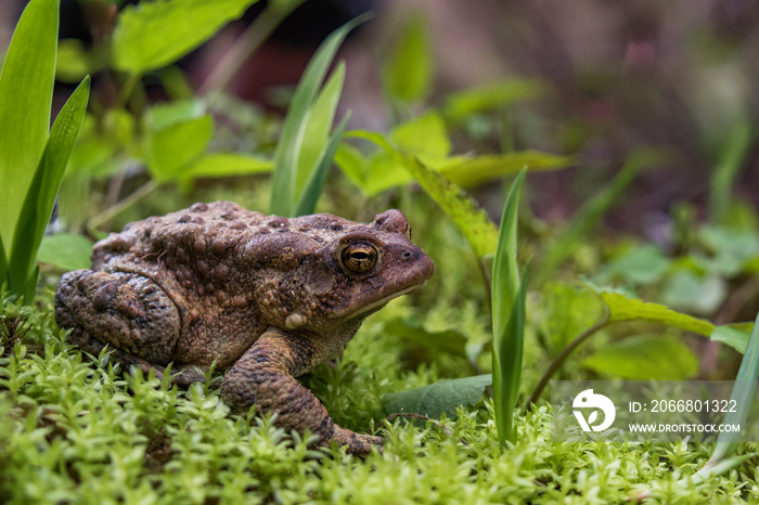 Toad sitting on mossy forest floor