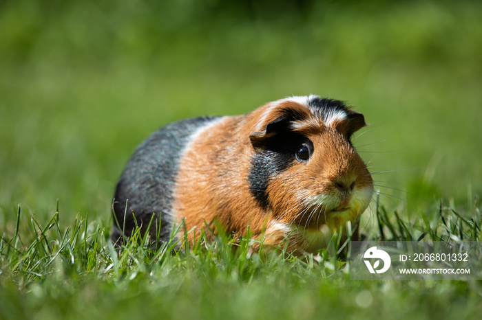 Guinea pig (Cavia porcellus)