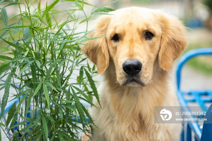 Brown dog (Golden Retriever) sitting beside the green marijuana tree