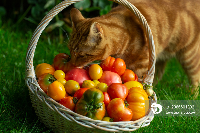 cat sitting with a basket of ripe tomatoes in the garden