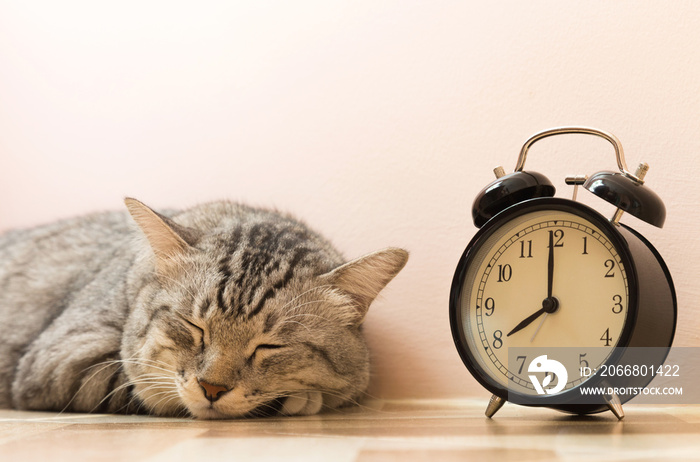 portrait of american shorthair cat sleeping with vintage alarm clock on the floor. lazily cat don’t want to wake up early at monday morning.