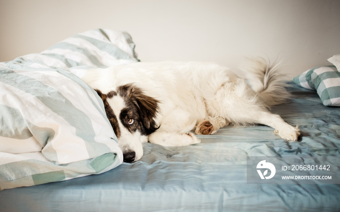 cute white dog sleeping in bed