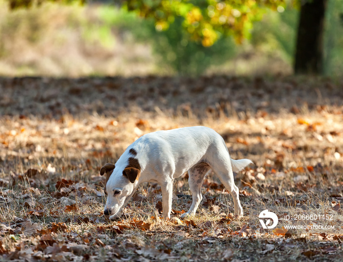 Jack russell terrier autumn.