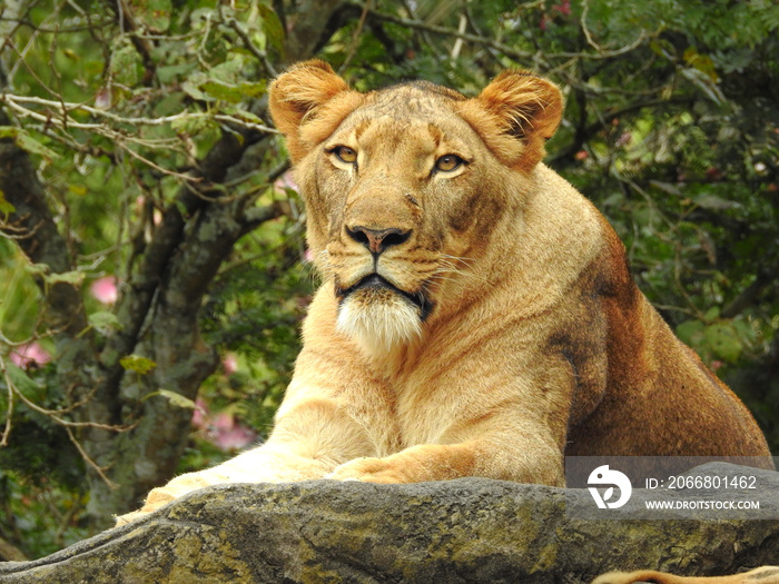 Lioness on Rock