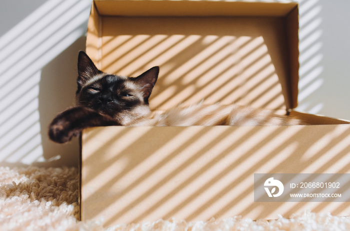 Siamese cat is sleeping sweetly in a cozy cardboard box. Playful kitten.