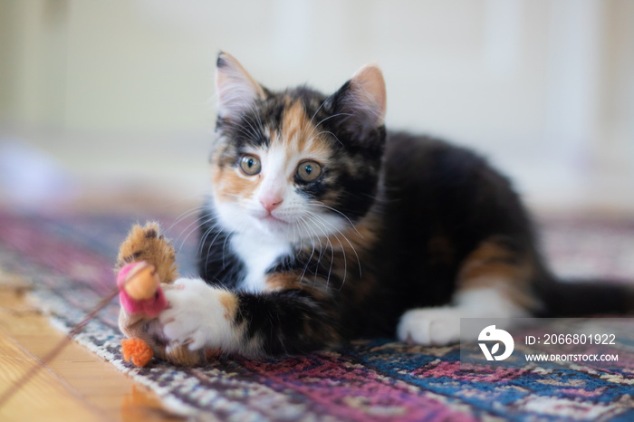 Calico kitten laying on carpet with toy on string