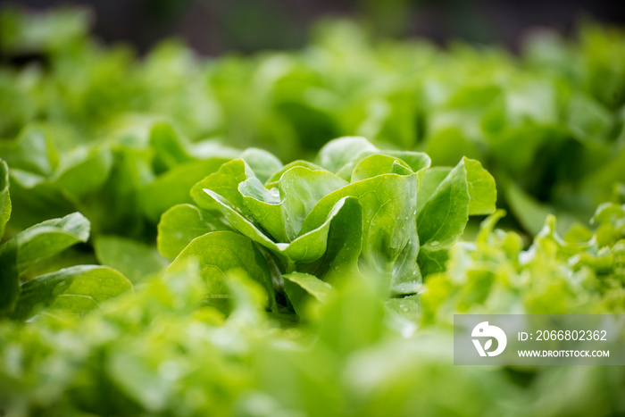 Salad farm vegetable green oak lettuce. Close up fresh organic hydroponic vegetable plantation produce green salad hydroponic cultivate farm. Green oak lettuce salad in green Organic plantation Farm